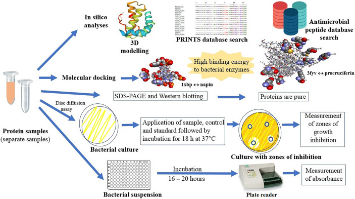 Graphical Abstract