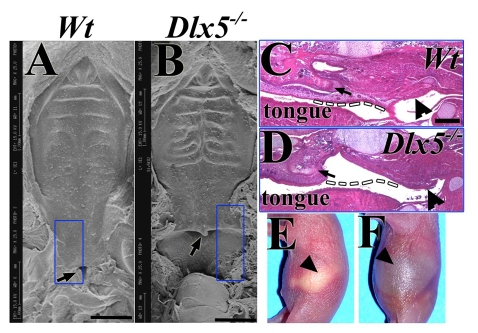 Fig. 8.