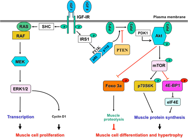 Fig. 2