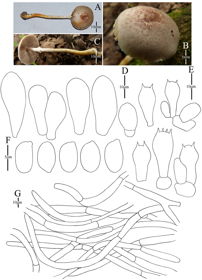 Figure 21