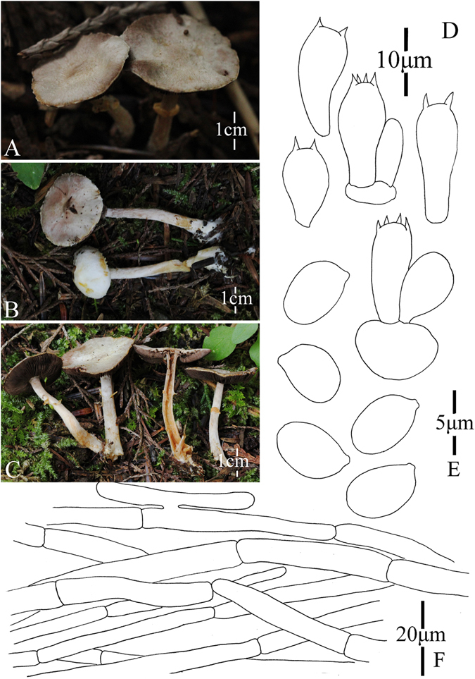 Figure 15