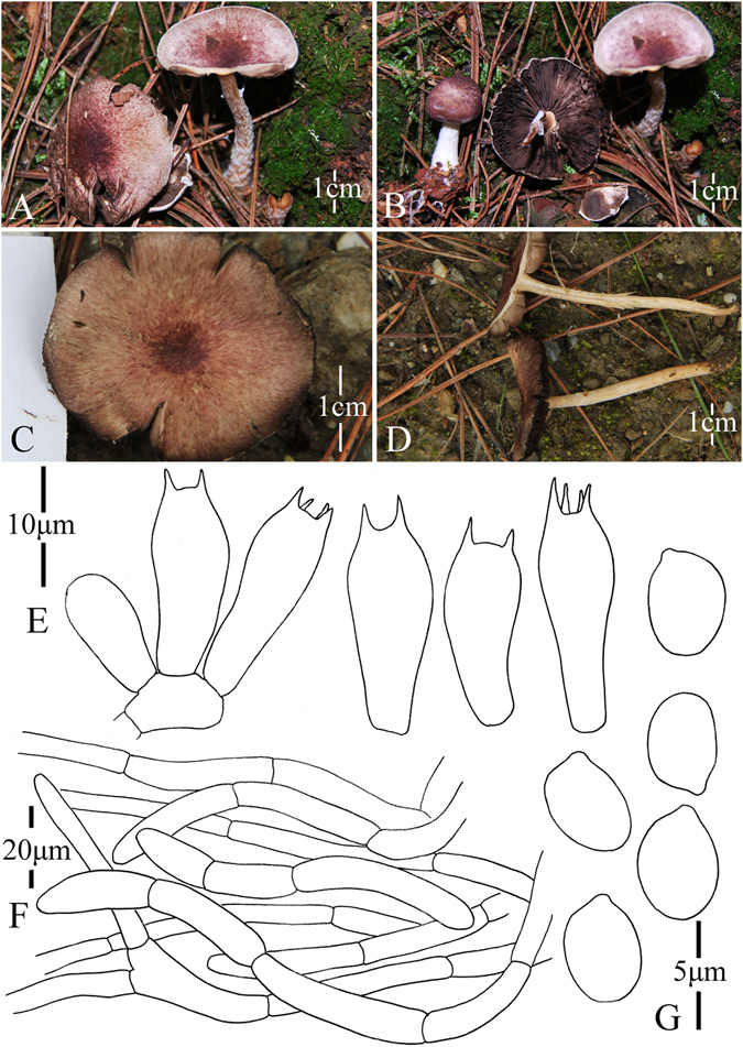 Figure 17