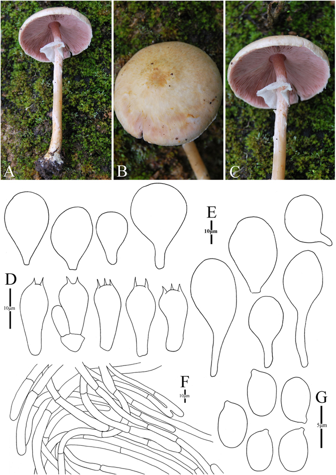 Figure 16