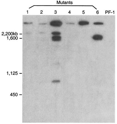 FIG. 2.