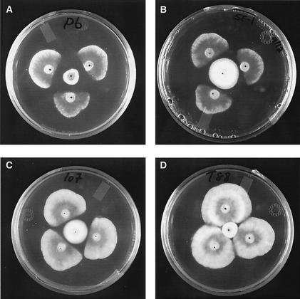 FIG. 1.