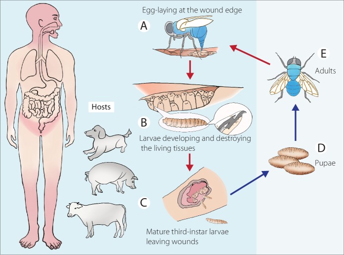 Fig 1