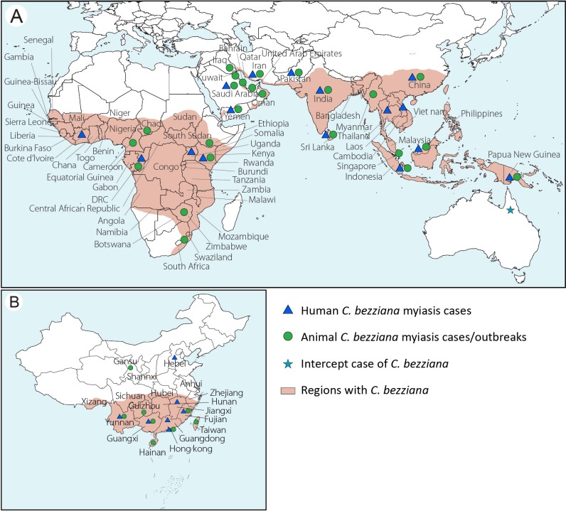 Human Chrysomya bezziana myiasis: A systematic review - PMC