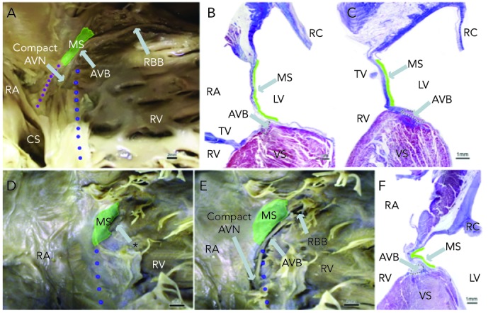 Figure 1: