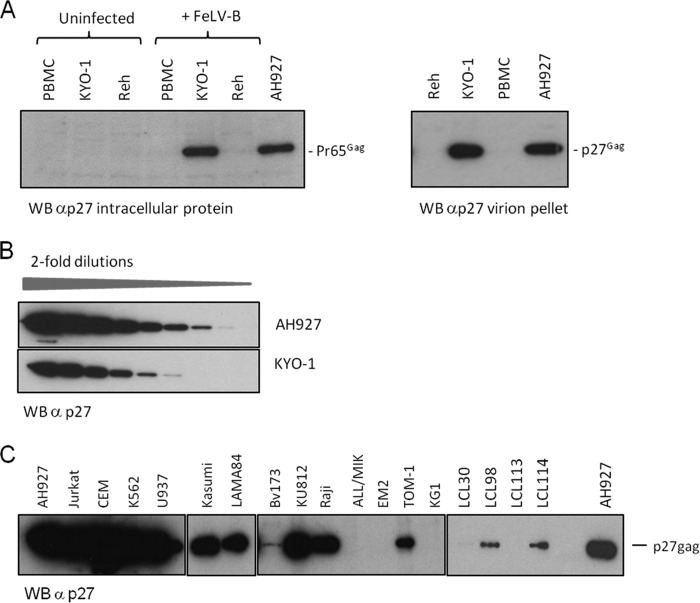 FIG 2