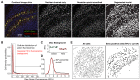 Figure 1—figure supplement 2.