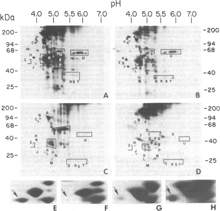 graphic file with name pnas00638-0276-a.jpg