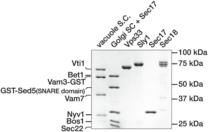 Figure 3—figure supplement 1.