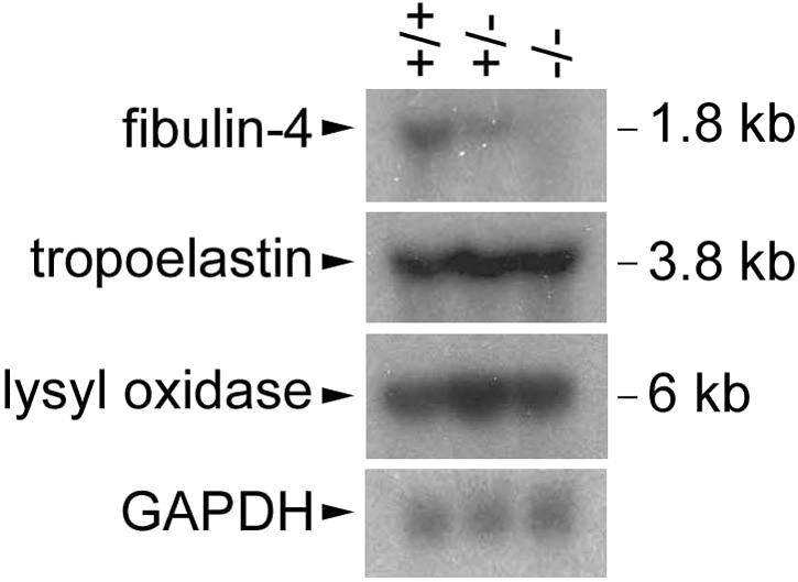 FIG. 7.