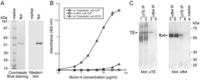 FIG. 8.