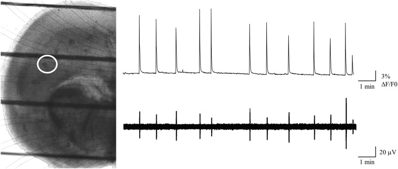 Figure 5.