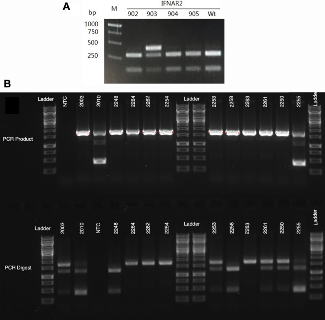 FIGURE 2