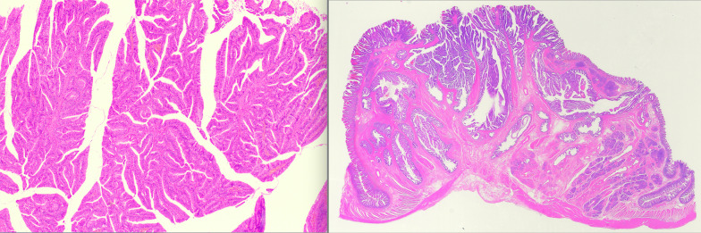 Fig. 5