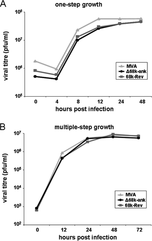 The Orthopoxvirus 68 Kilodalton Ankyrin Like Protein Is Essential For