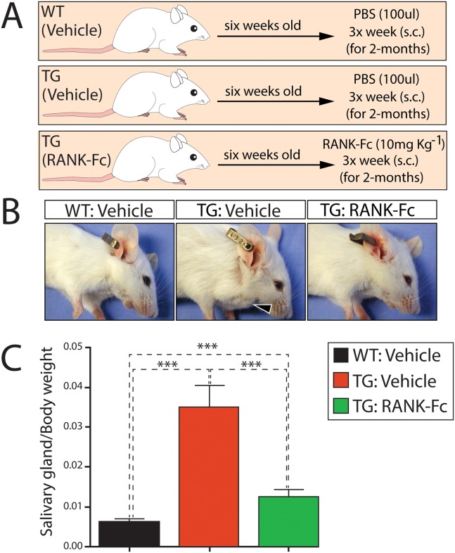 Fig 4