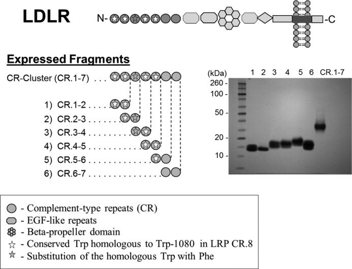 FIGURE 1.