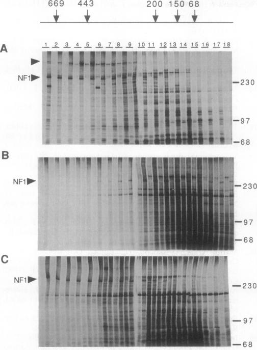 graphic file with name pnas01072-0018-a.jpg