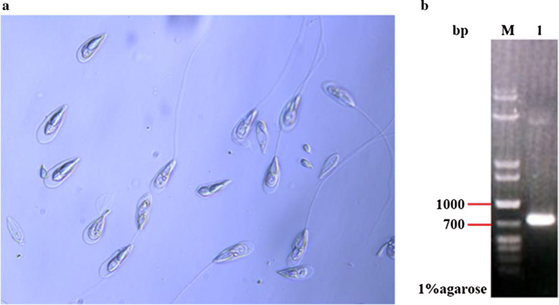 Fig. 1