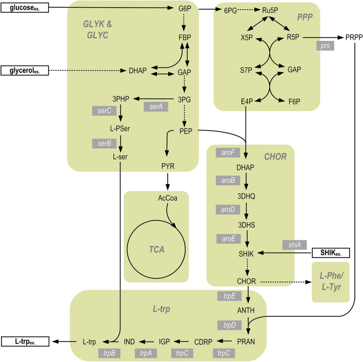 Metabolic Control Analysis Of L Tryptophan Producing Escherichia Coli