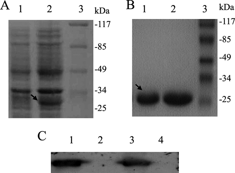 FIG. 1.