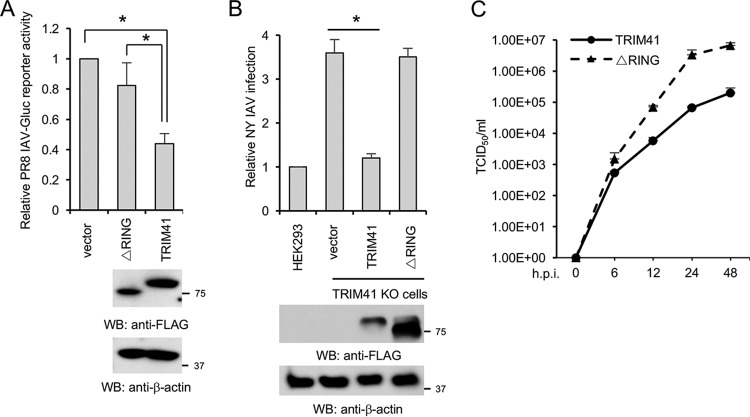 FIG 6