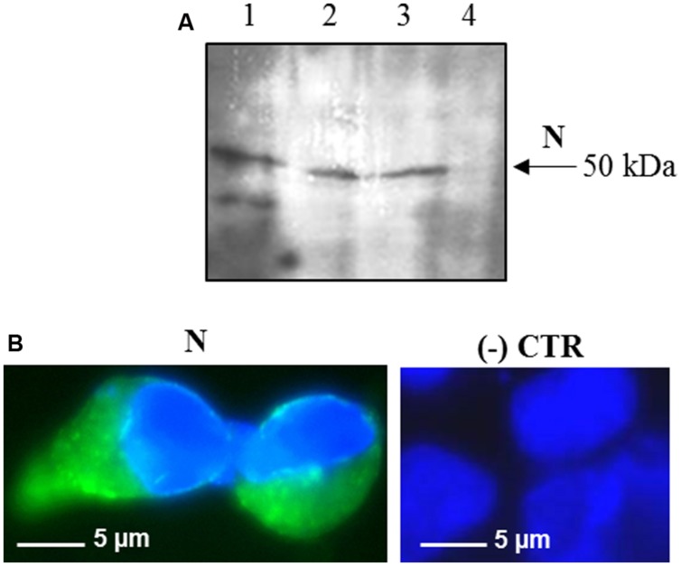 FIGURE 2