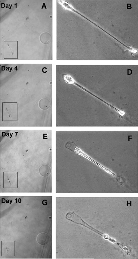 FIGURE 3