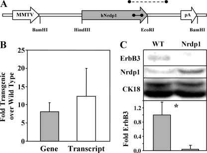 FIGURE 1.