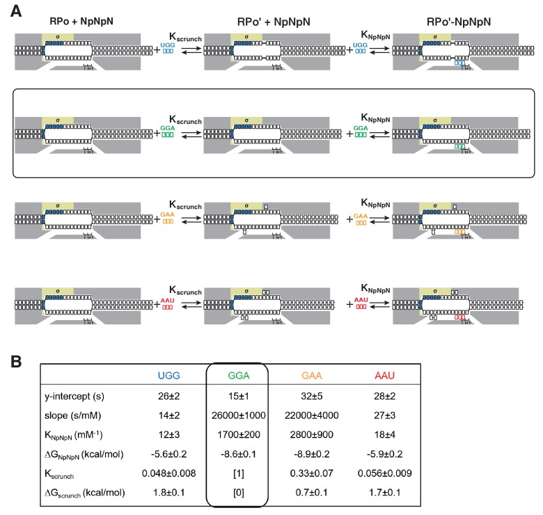 Figure 6—figure supplement 1.