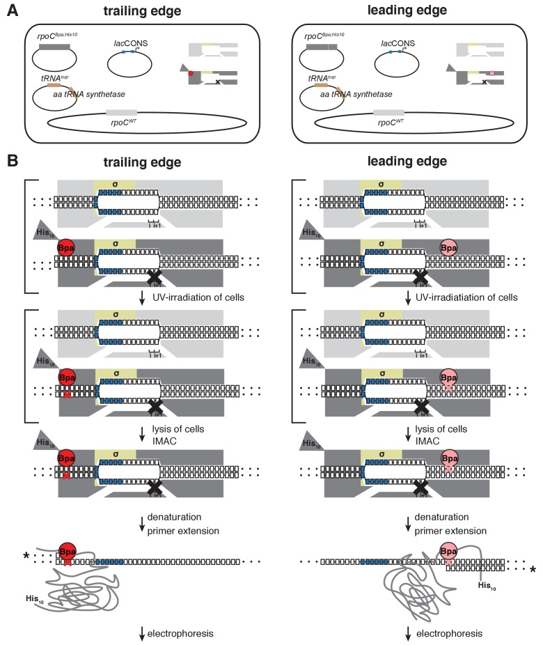 Figure 1—figure supplement 1.