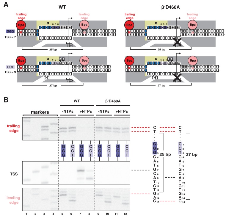 Figure 1—figure supplement 2.