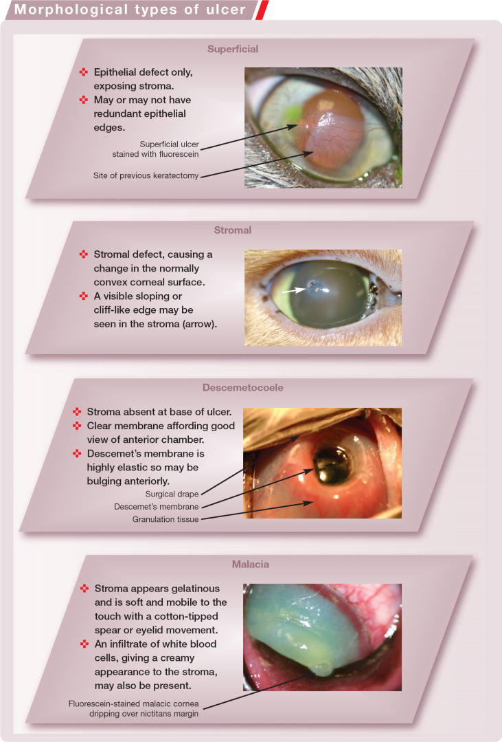 graphic file with name 10.1016_j.jfms.2009.12.004-fig22.jpg