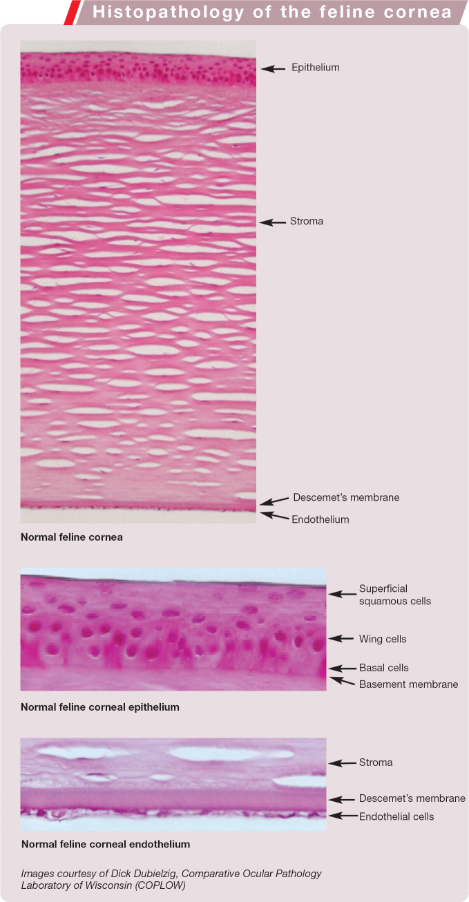 graphic file with name 10.1016_j.jfms.2009.12.004-fig21.jpg