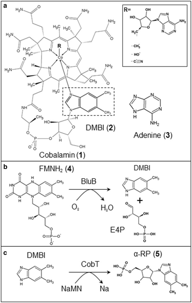 Fig. 1