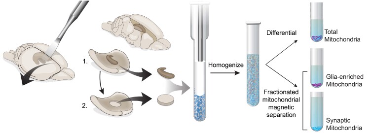 Graphical Abstract