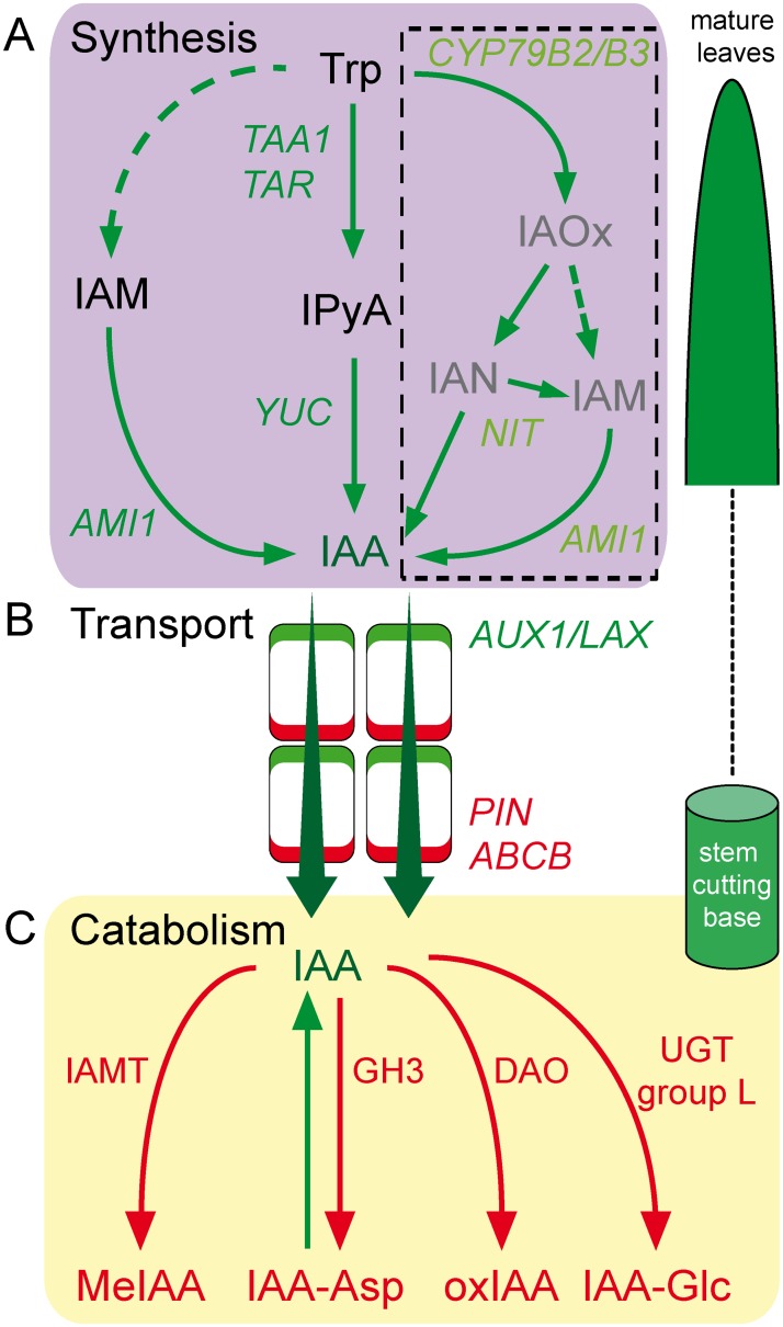 Fig 1