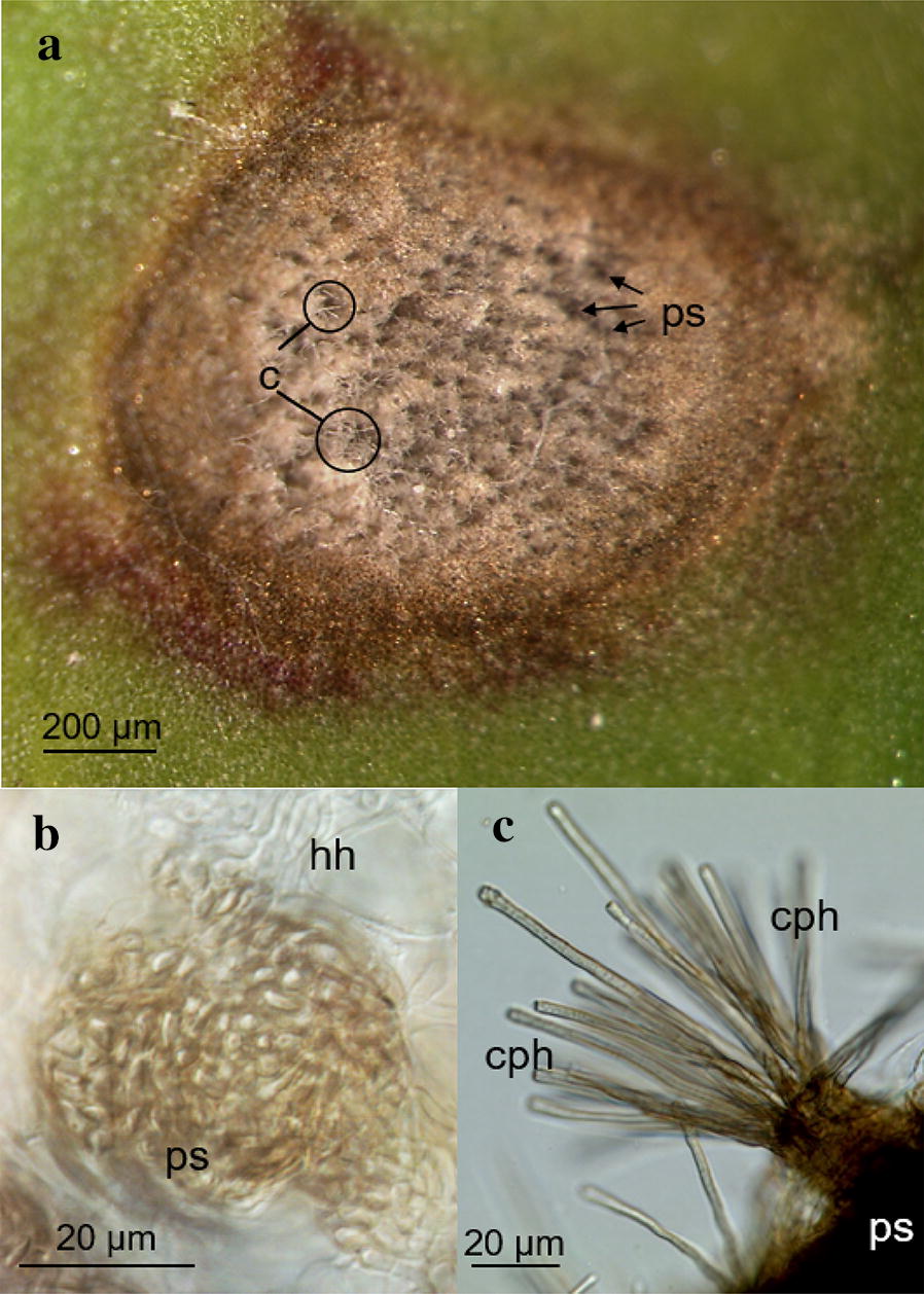 Fig. 2