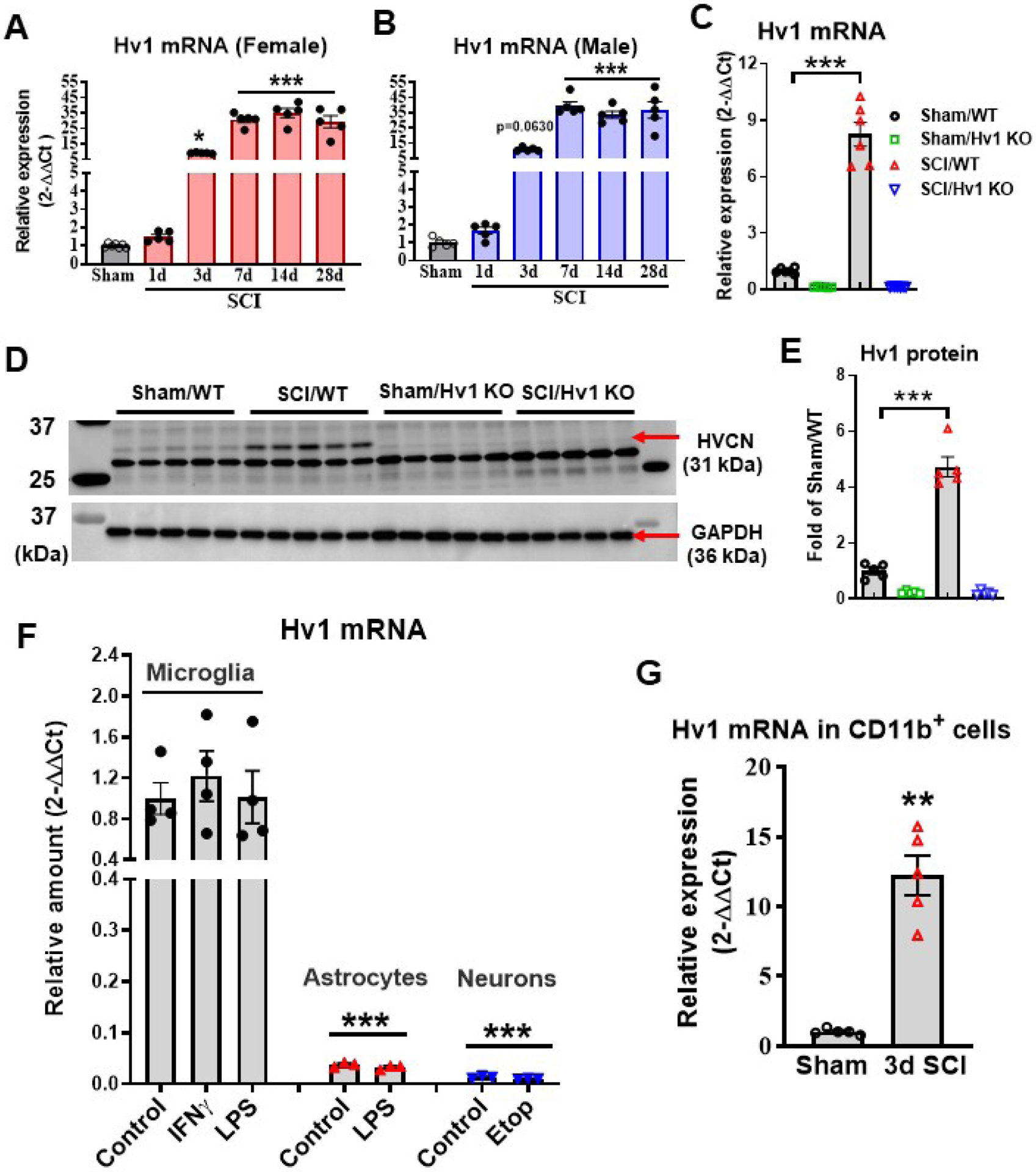 The voltage-gated proton channel Hv1 plays a detrimental role in ...