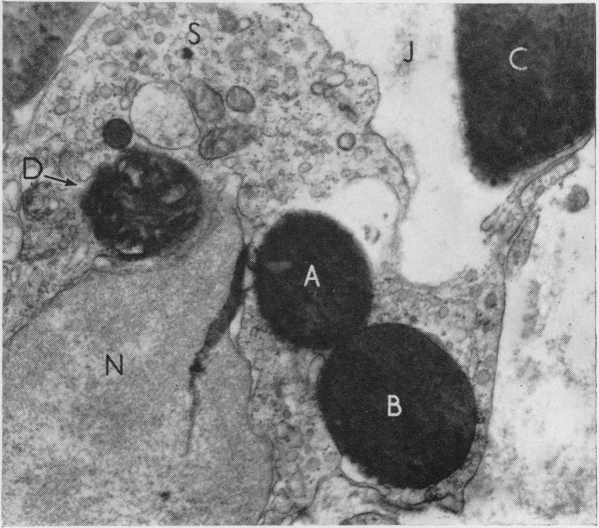 Fig. 12