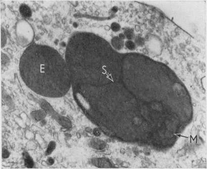 Fig. 15