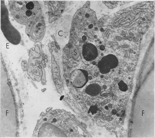 Fig. 21