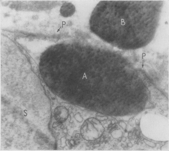 Fig. 13