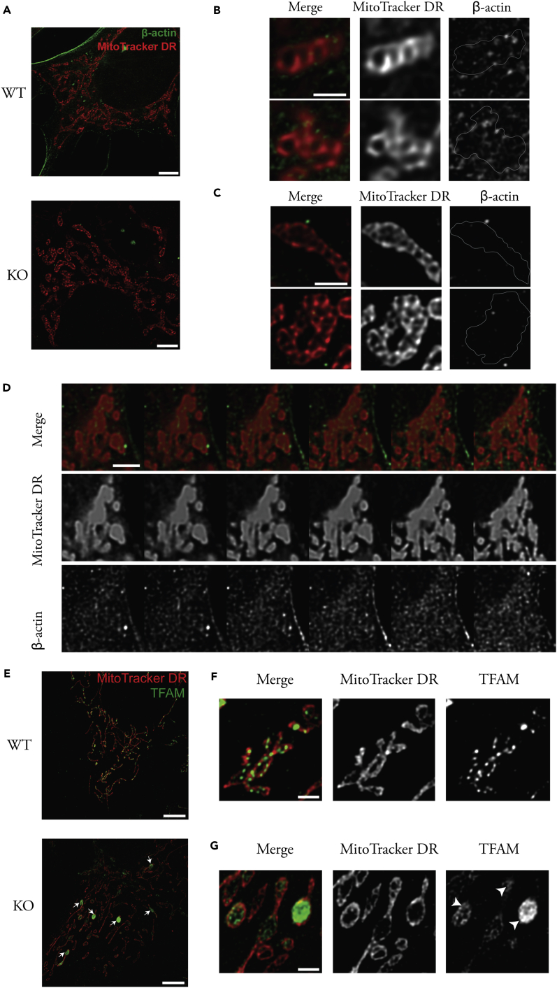 Figure 3