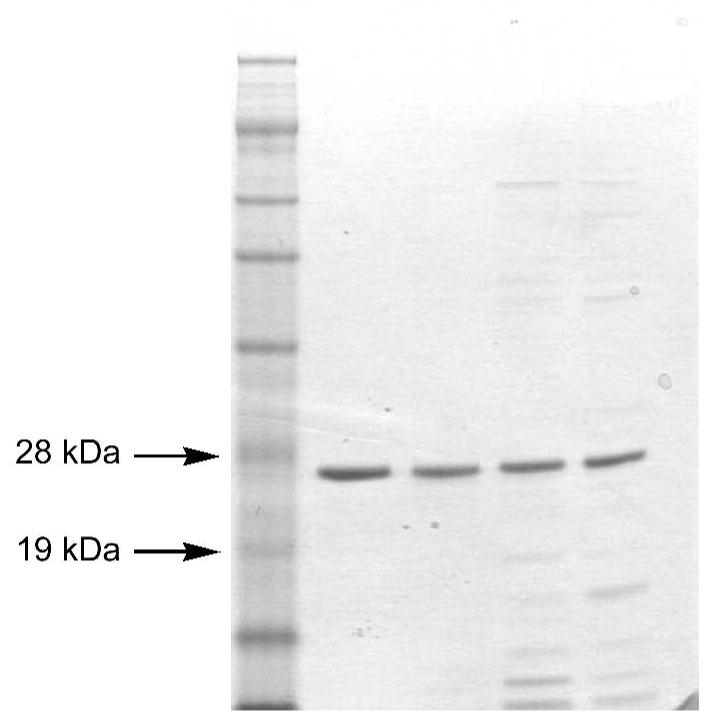 FIGURE 1