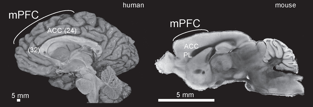 Figure 1: