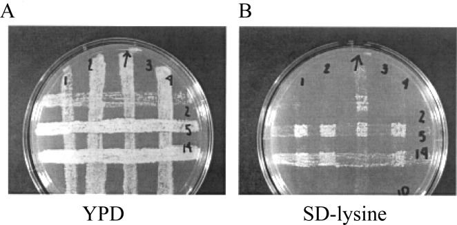 FIG. 3